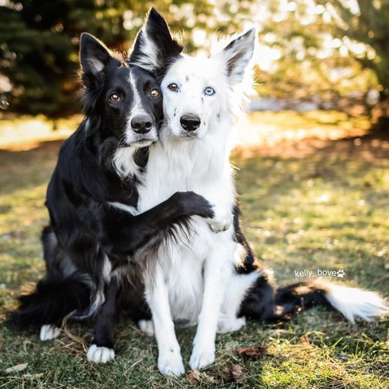 Hình ảnh chú chó ôm nhau đầy tình yêu thương và sự chân thành. Đây là một hình ảnh đẹp và đáng yêu để nhìn vào và cảm nhận sự tuyệt vời của tình bạn. Hãy để trái tim của bạn được đầy ắp những cảm xúc dễ thương như thế này.
