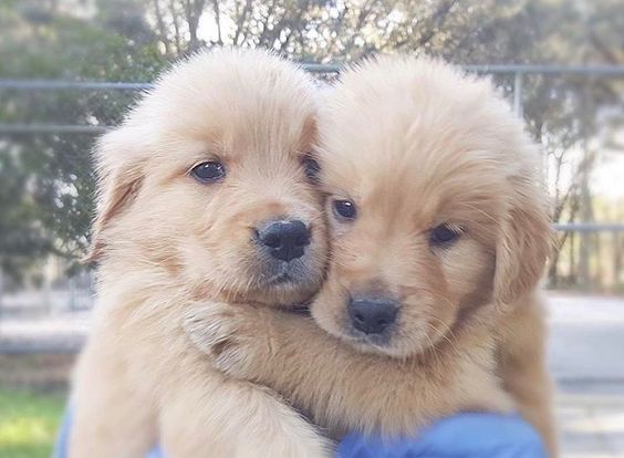 Hình ảnh chó ôm nhau: Hãy chiêm ngưỡng những bức ảnh về chó ôm nhau để cảm nhận tình bạn chân thành và sự ấm áp của tình yêu giữa các con vật. Những hình ảnh này sẽ khiến bạn cảm thấy rất thư giãn và yêu đời.