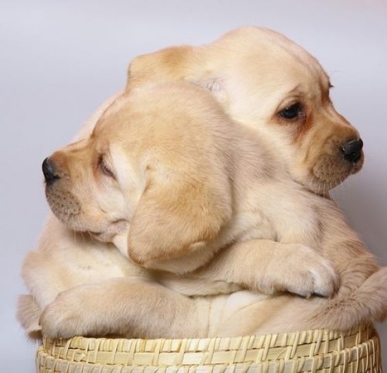 Chó là loài động vật vô cùng tình cảm, và hình ảnh chúng ôm nhau chắc chắn sẽ làm bạn thấy xúc động. Hãy xem qua những hình ảnh đáng yêu này để cảm nhận tình cảm thật sự của những chú chó đáng yêu này.