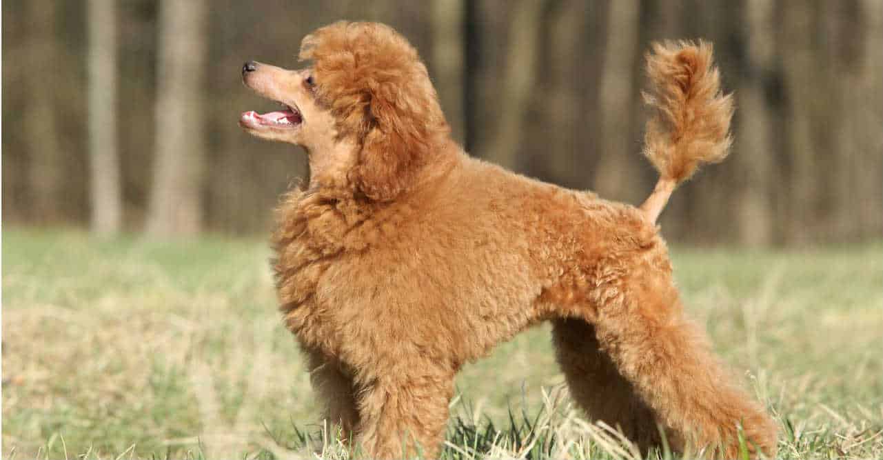 Tổng hợp hình ảnh chó Poodle đẹp nhất