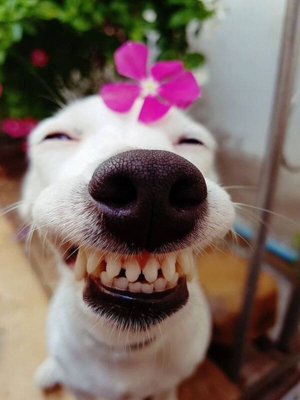 Hãy xem bức ảnh vui nhộn của một chú chó ngáo đang cười để hòa mình vào không khí vui tươi!