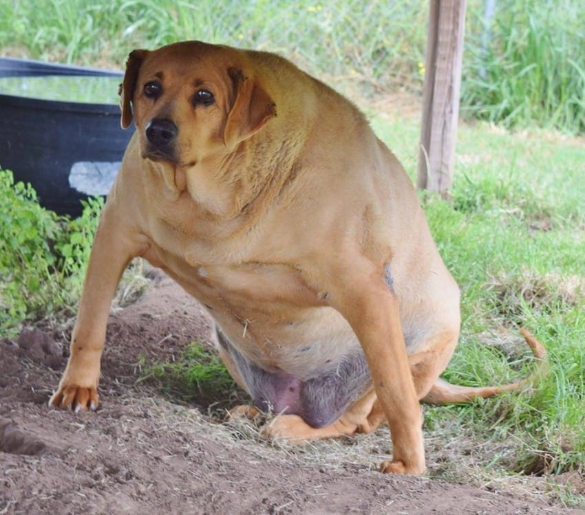 hình ảnh con chó béo