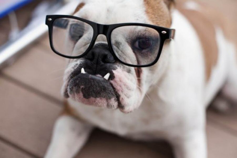 chú chó đeo kính ngộ nghĩnh