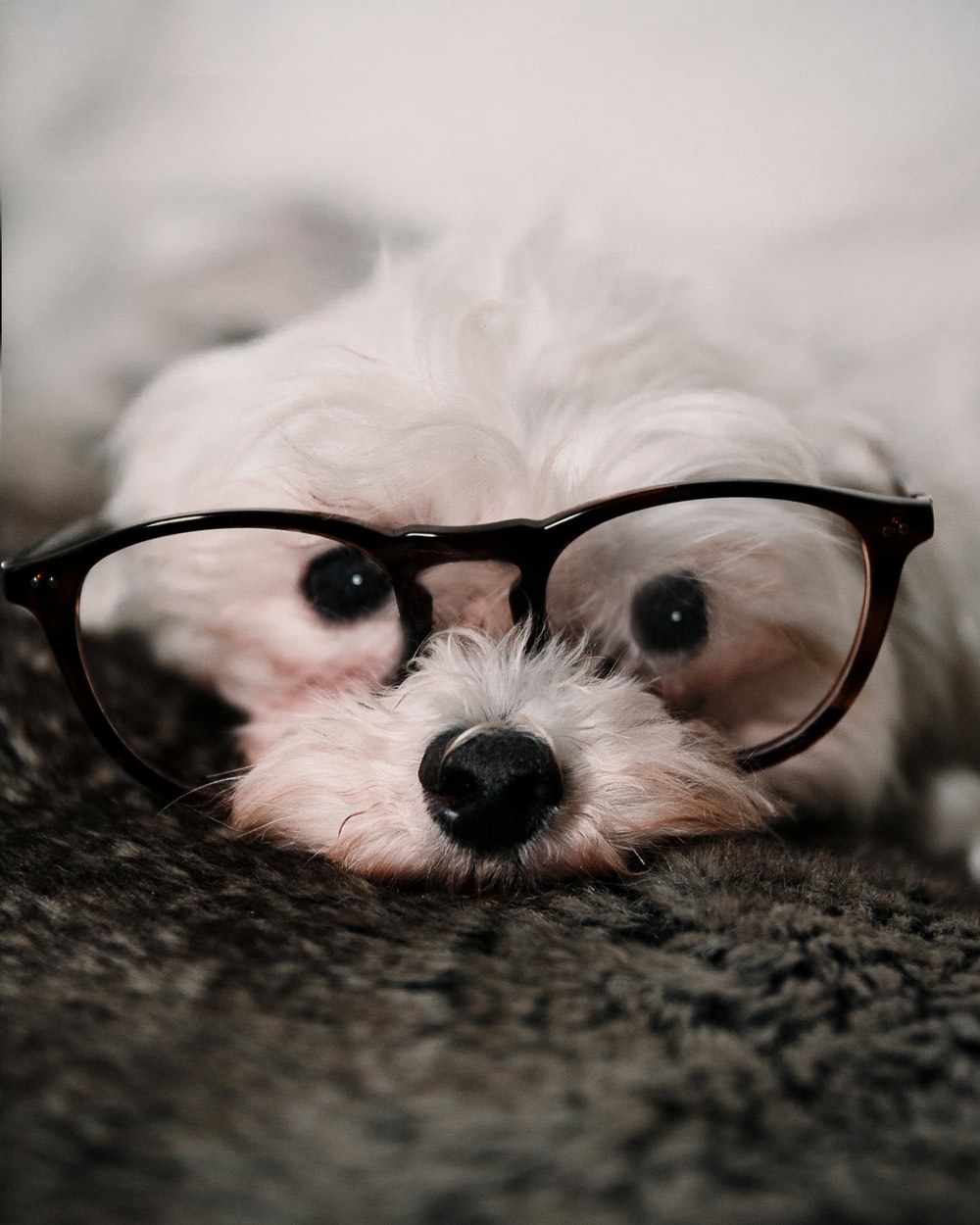 Con chó dễ thương đẹp nhất với kính