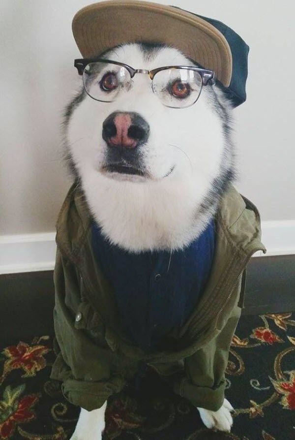ảnh chó đeo kính đội mũ