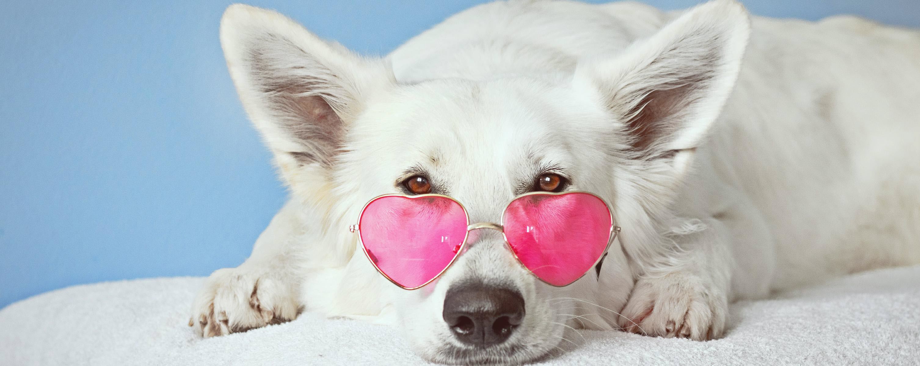 Ảnh chó đeo kính trái tim dễ thương