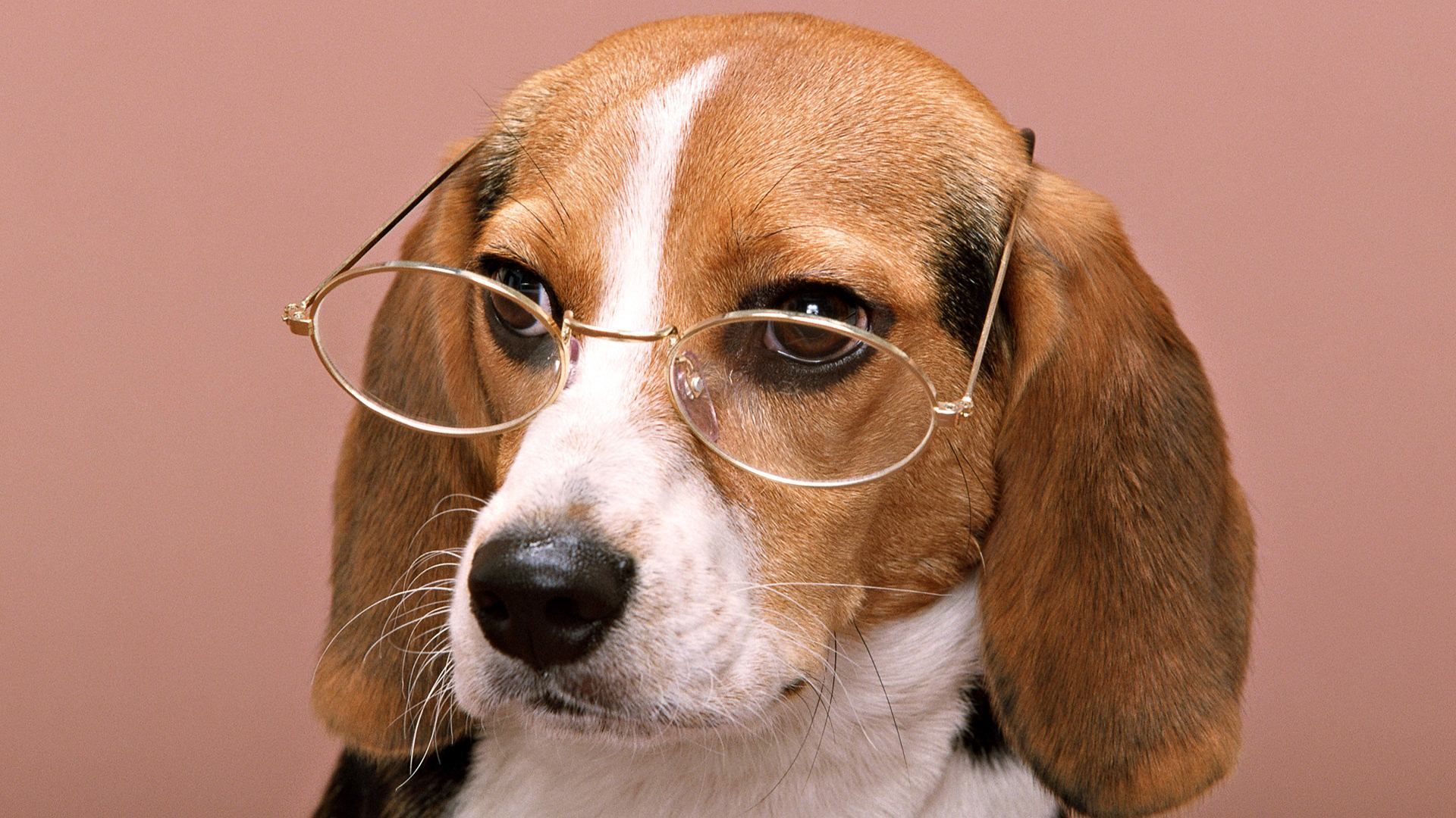 chó đeo kính hiểu biết