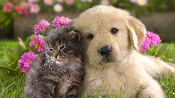 Top với hơn 108 hình nền cute chó con dễ thương hay nhất  Tin học Đông Hòa