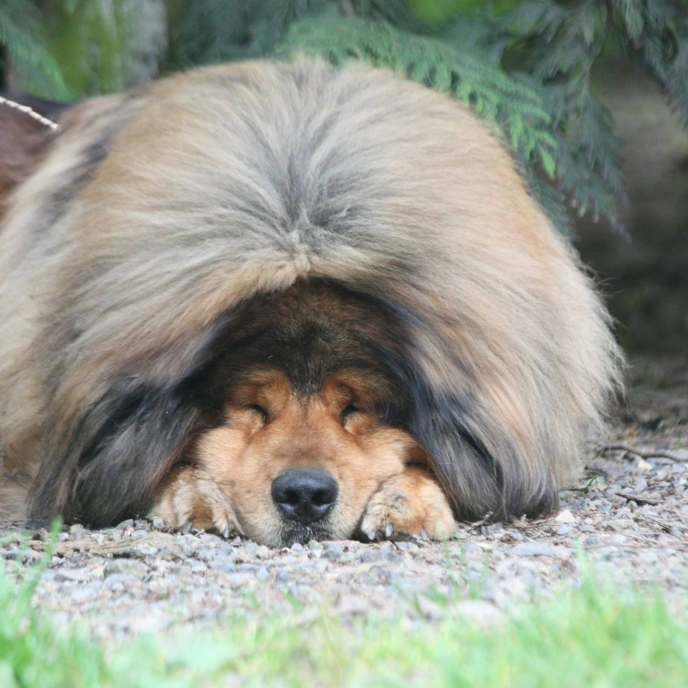 Hình ảnh Mastiff Tây Tạng dễ thương