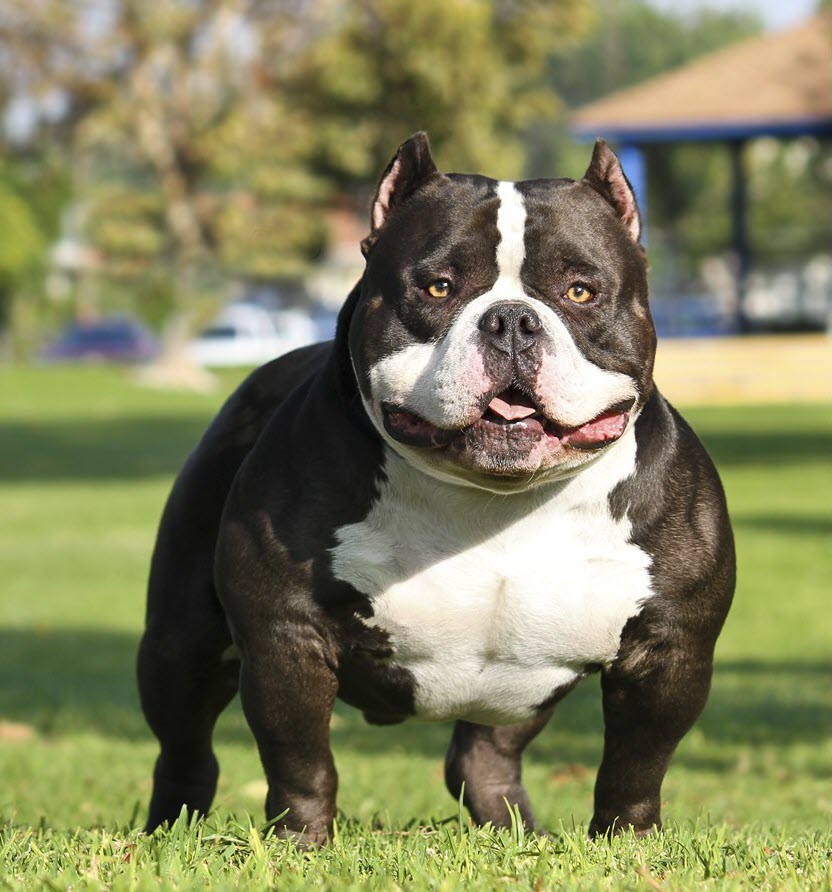 Hình ảnh chó Pitbull đẹp Cẩm nang việt
