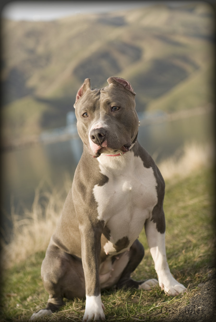 27 Hình ảnh chó Pitbull mạnh mẽ hiếu chiến sống động nhất
