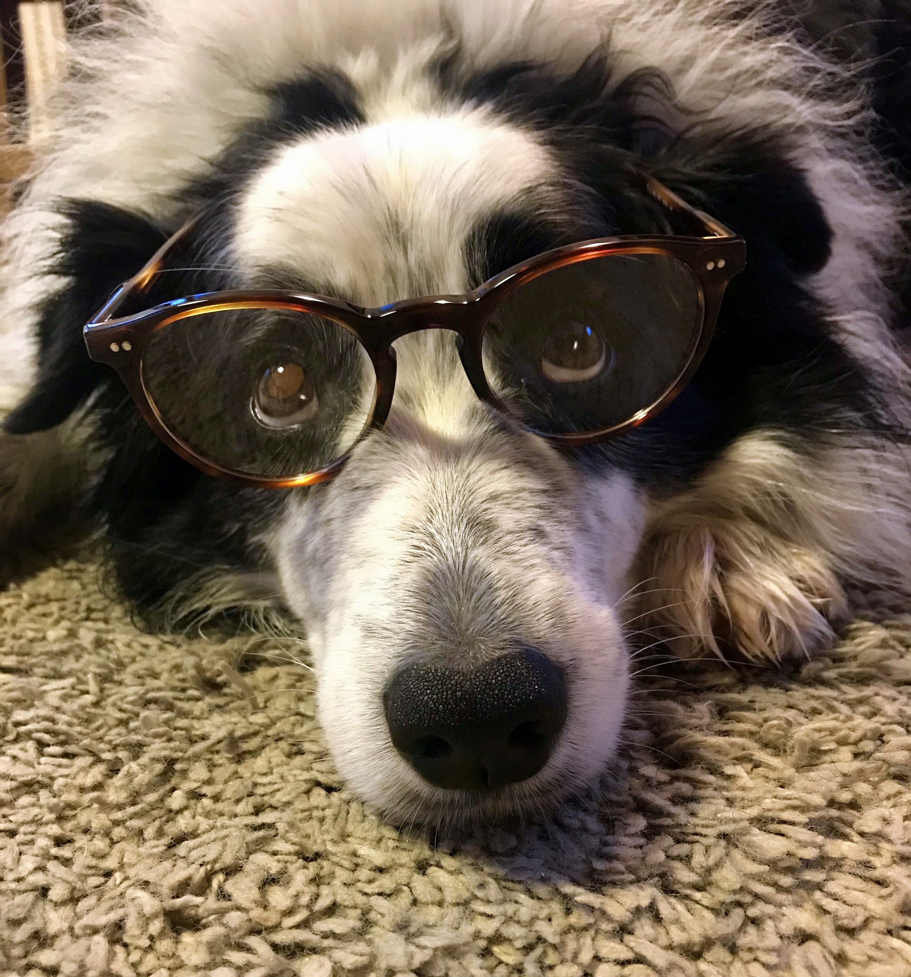 Chú chó nhỏ màu trắng dễ thương đeo kính ảnh
