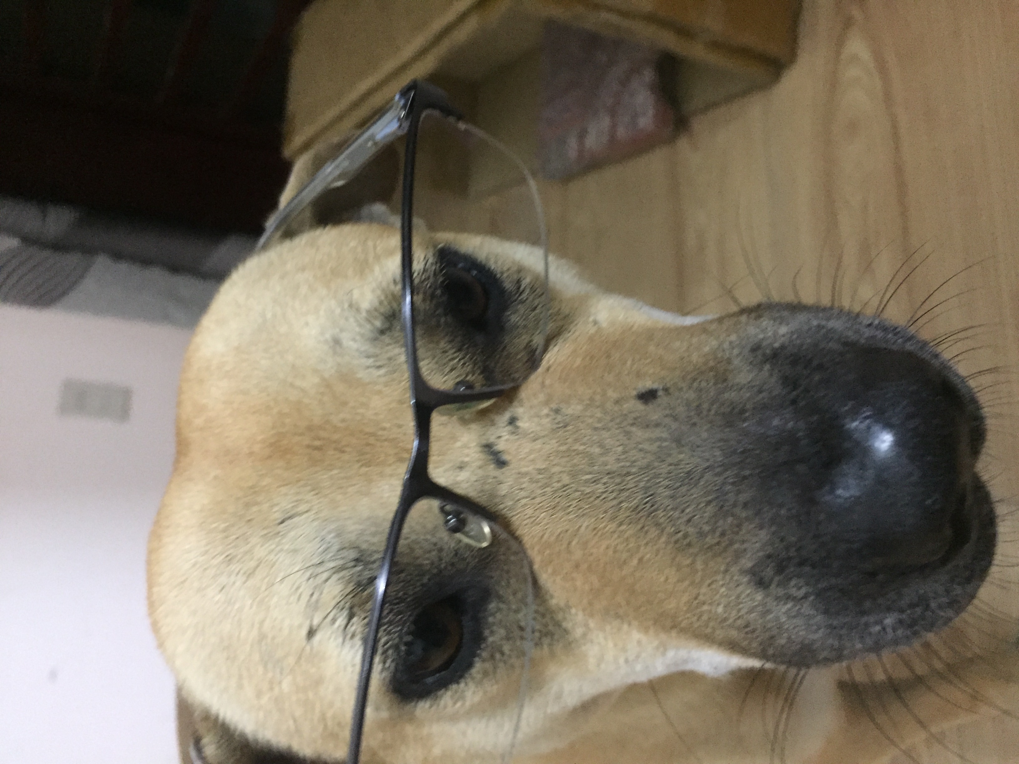 Ảnh chó vàng đeo kính