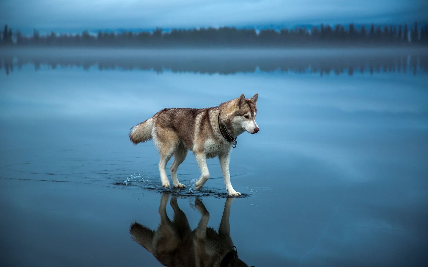 Ảnh Chó Alaska Cực Dễ Thương