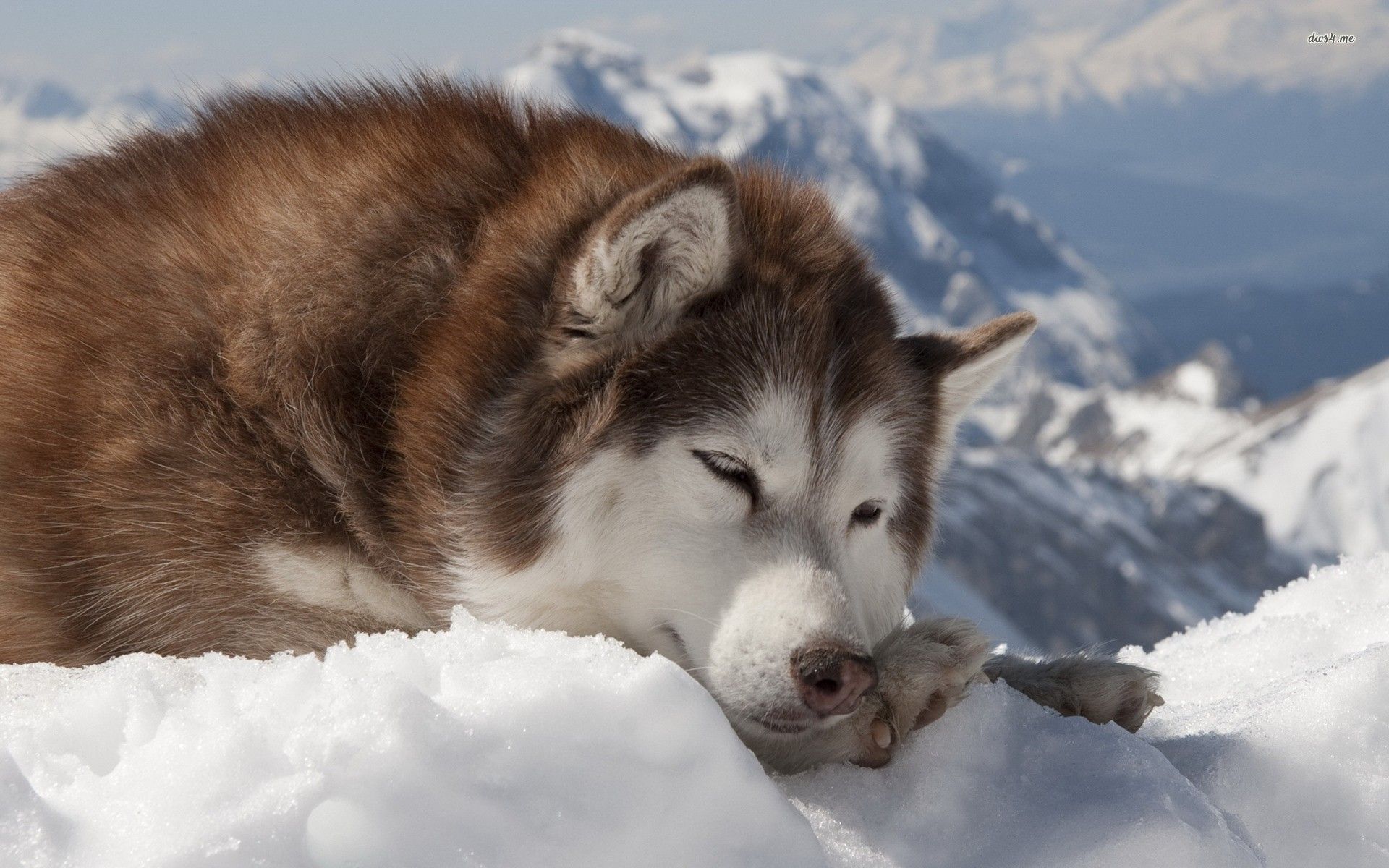 Ảnh Chó Alaska Cực Đẹp