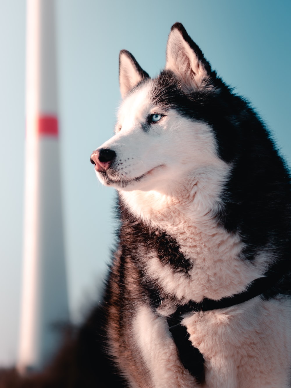 Những Hình Ảnh Đẹp Nhất Về Chó Alaska