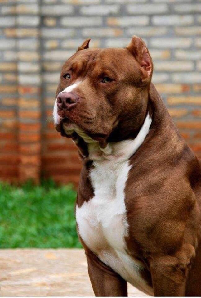 Tổng hợp hình ảnh chó Pitbull thuần chủng đẹp ngầu chất nhất