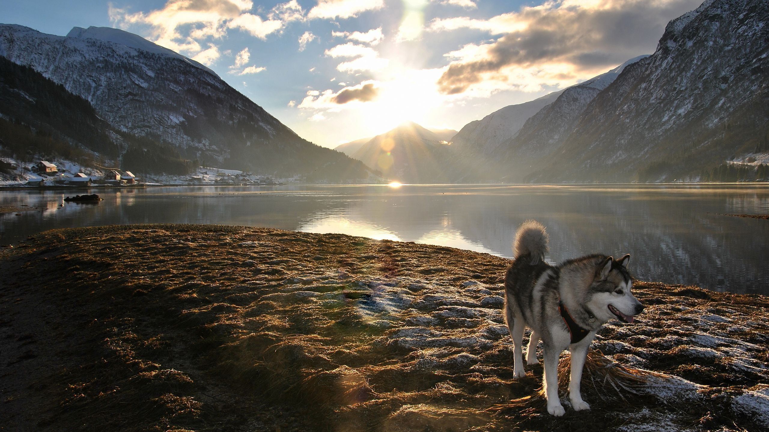 Hình Nền Chó Alaska Dễ Thương