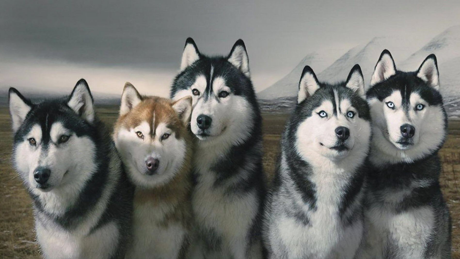 Ảnh nền những chú chó Alaska full HD