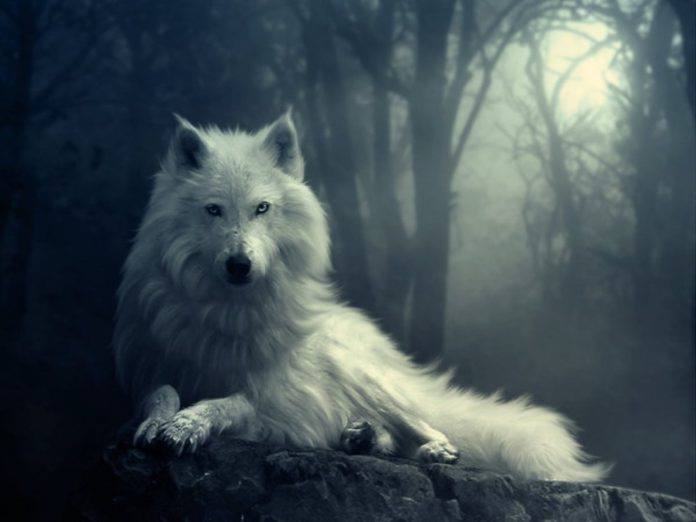 hình ảnh sói trắng