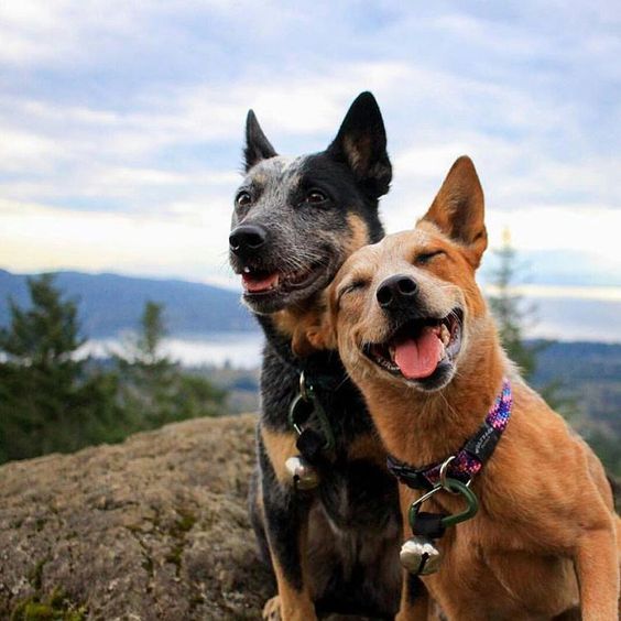 Chó rất thân thiết và thường ôm nhau thể hiện tình cảm. Nếu bạn yêu thích chó, hãy xem hình ảnh của chúng hôn nhau để cảm nhận tình bạn đáng yêu đó.