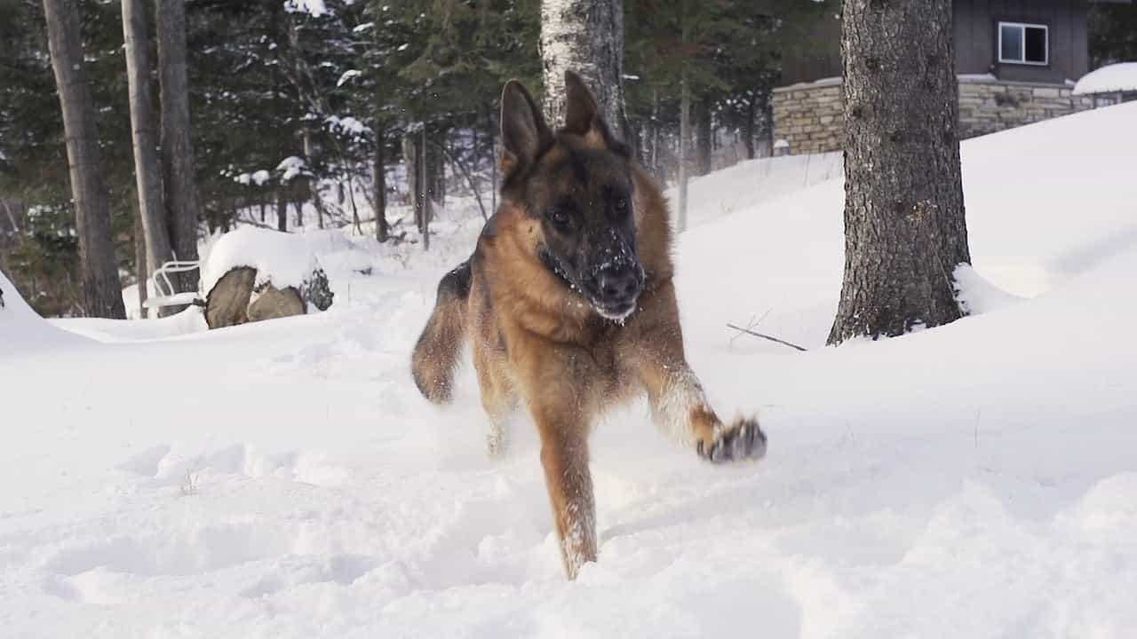 Chó Becgie Đức chạy trên tuyết