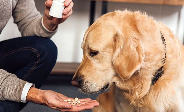 3 cách để chữa bệnh cho chó của bạn một cách dễ dàng và an toàn