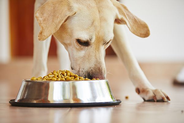 Cách cho chó uống thuốc nhanh nhất là nhét kèm vào đồ ăn.