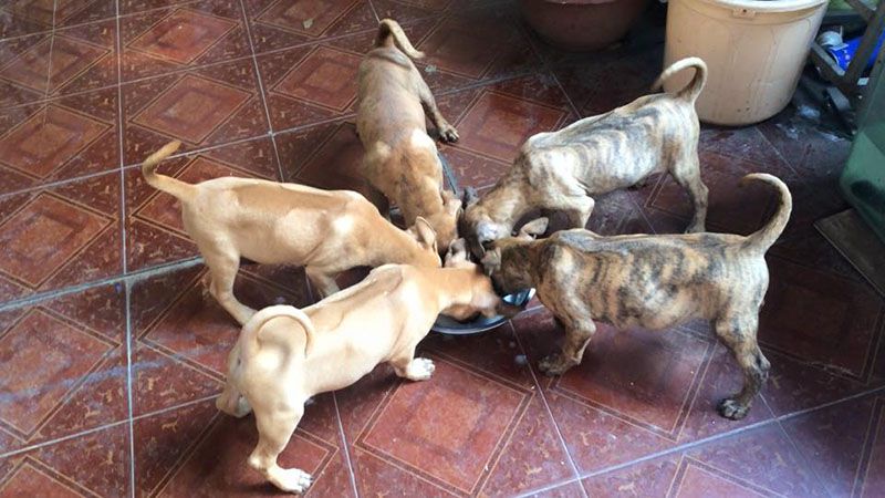 Cách nuôi chó Phú Quốc 2 tháng tuổi đơn giản
