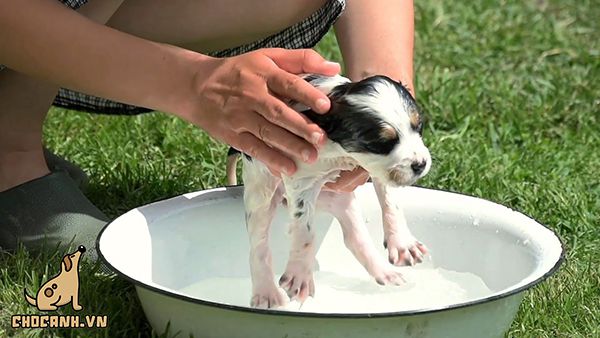 Cách tắm cho chó con không khó và nên tắm khi trời nắng ấm.