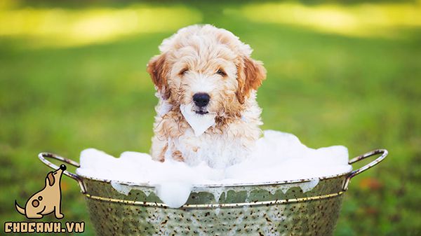 Tắm cho chó con cần sử dụng sữa tắm chuyên dụng không nên dùng sữa tắm của người.