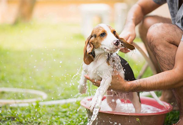 Tắm vệ sinh cho chó định kỳ để tăng tuổi thọ của chó.