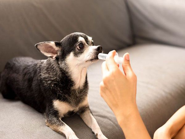 Tiêm cho chó tại nhà có khó hay không?