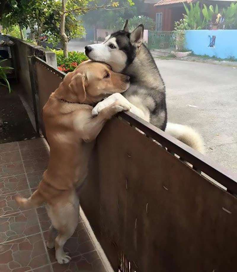 Xem ảnh chó ôm nhau để tràn đầy tình yêu và sự chăm sóc. Chúng ta có thể học hỏi từ tình cảm của chúng để trở thành một người tốt hơn.