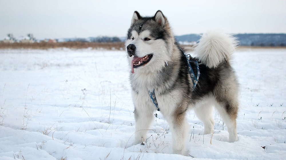 Giống chó Alaska được nuôi làm thú cưng phổ biến trên thế giới