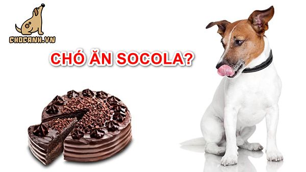 Cho chó ăn socola có được không?