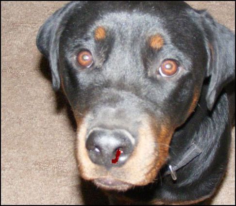 Chó bị chảy máu cam thường gặp ở chó ngoại, nhập.