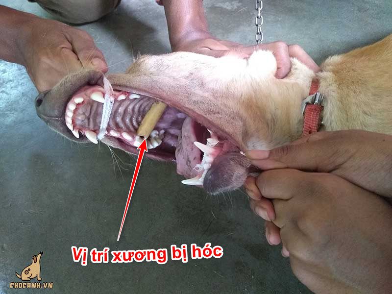 Cách xử lý khi chó bị hóc xương.