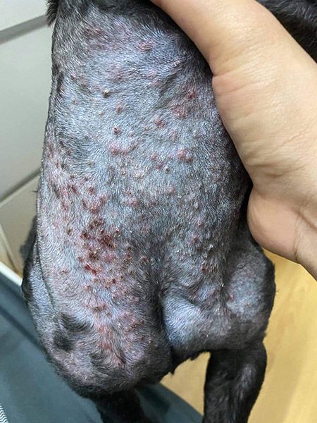 Chó bị viêm da ghẻ máu do demodex.