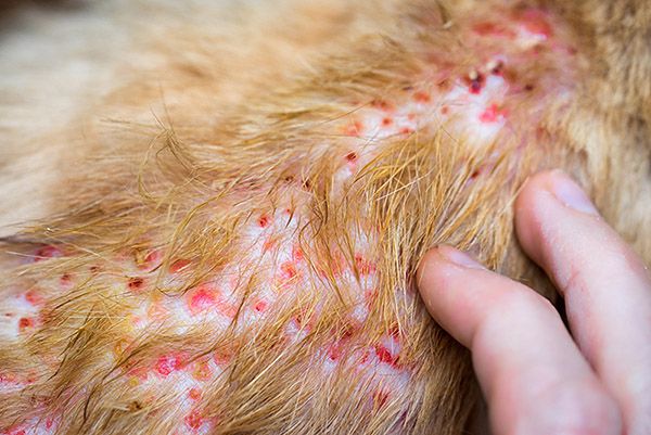 Chó bị viêm da rụng lông chảy máu đóng vảy và có thể có mủ khó chịu.