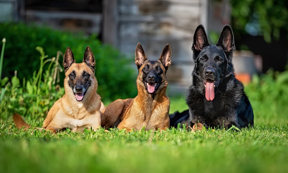 Những chú chó German Shepherd thông minh và khỏe mạnh
