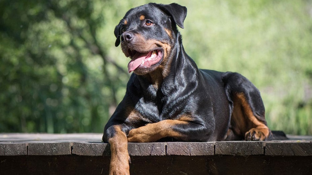 Chú chó Cảnh Sát Rottweiler với tính cách điềm tĩnh và thông minh