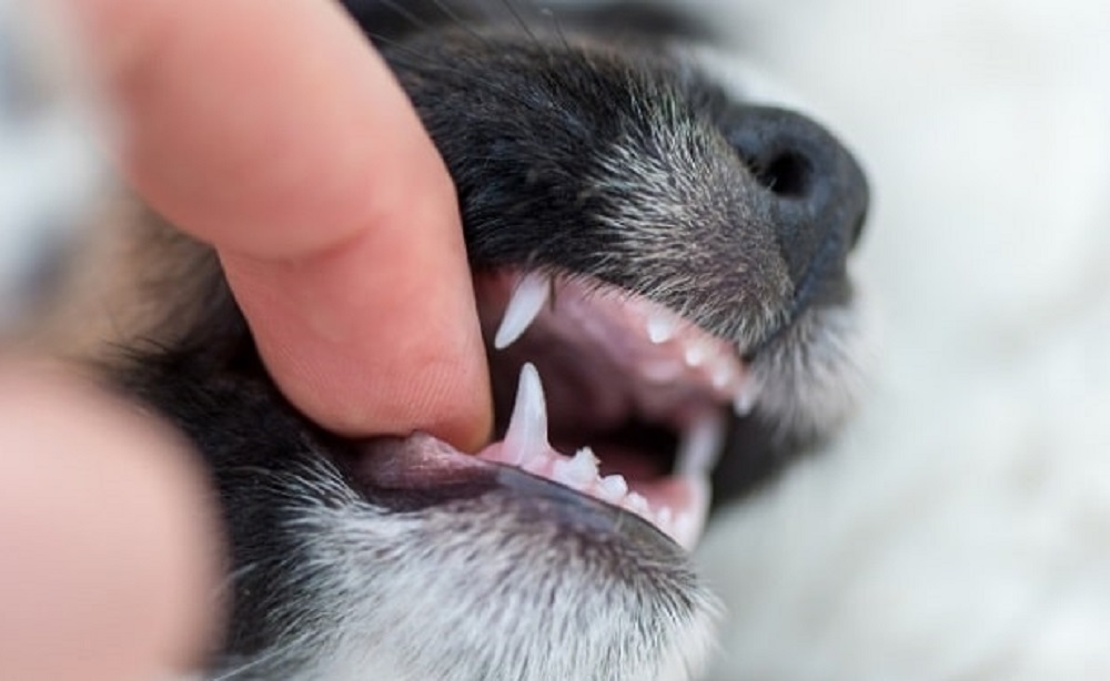 Bé cún sẽ thay răng sữa bằng răng vĩnh viễn cứng cáp và chắc chắn hơn