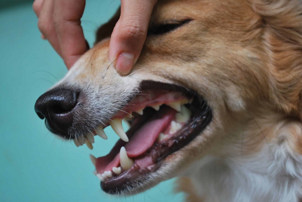 Chó sẽ thay răng và những biện pháp phòng ngừa?