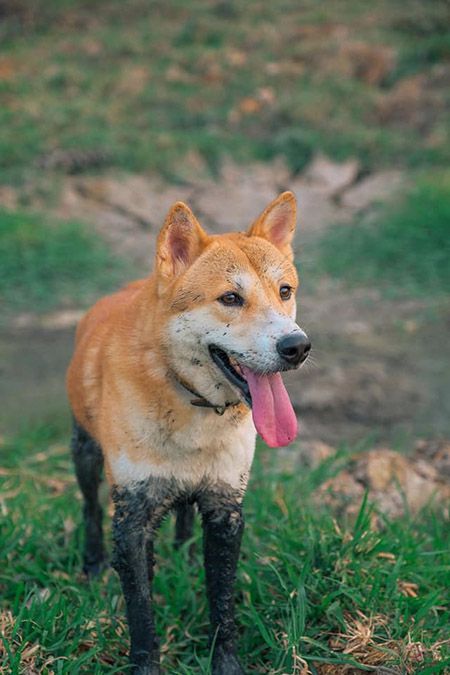 Chó Dingo Đông Dương cũng không giống chó Lài cho lắm.