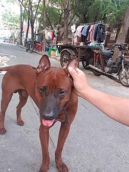 Chó lông xoáy Thái Lan màu hung đỏ
