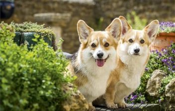 Chó Corgi có tính tình hiền lành