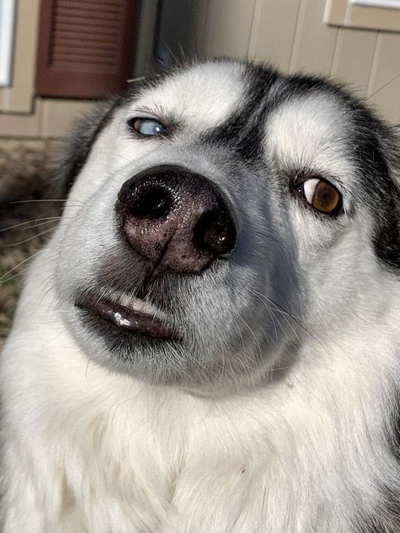 Chi tiết hơn 92 hình nền chó husky chó điện thoại tuyệt vời nhất  Tin học  Đông Hòa