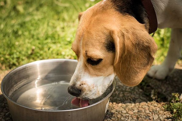 Nguyên nhân chó không chịu ăn chỉ uống nước có thể do chúng khát hoặc bị xuất huyết đường ruột.