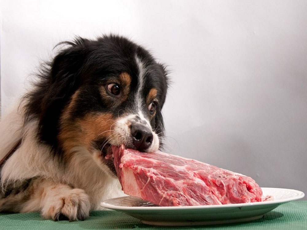 Chó không chịu ăn cơm, chỉ thịt làm hòa